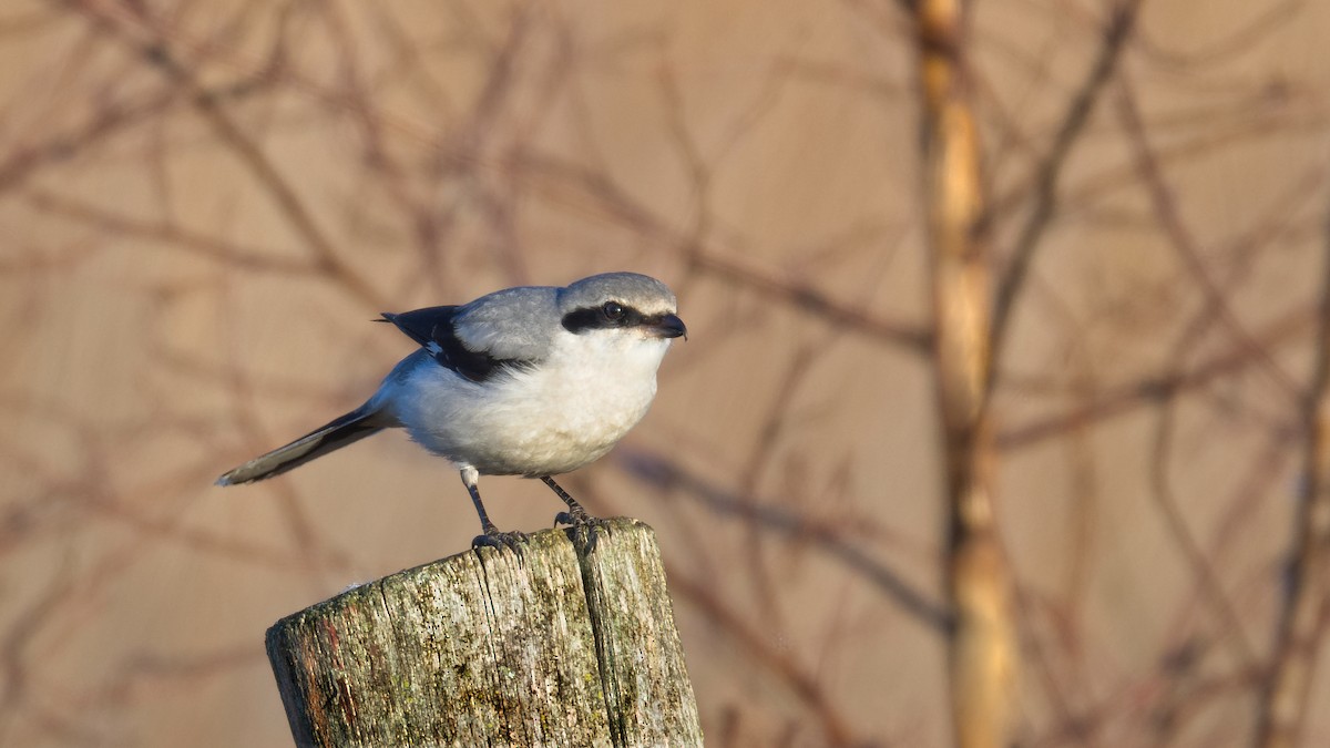 Great Gray Shrike - ML646964248