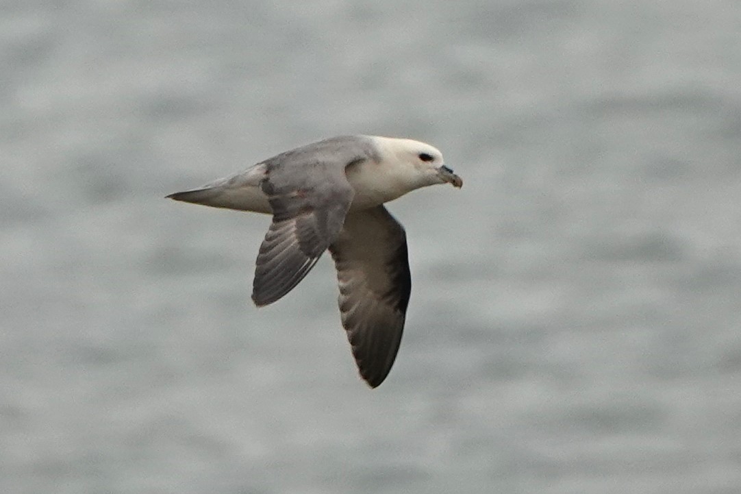 Northern Fulmar - ML646964251
