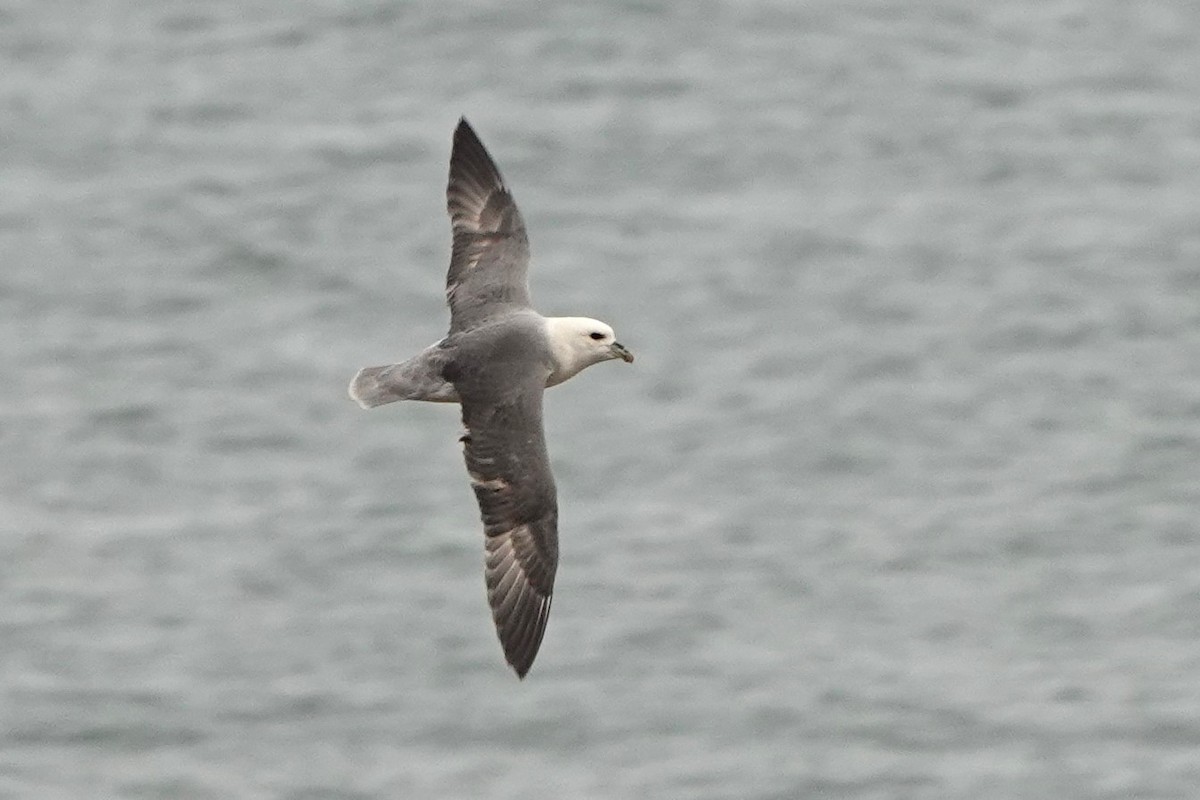Northern Fulmar - ML646964252