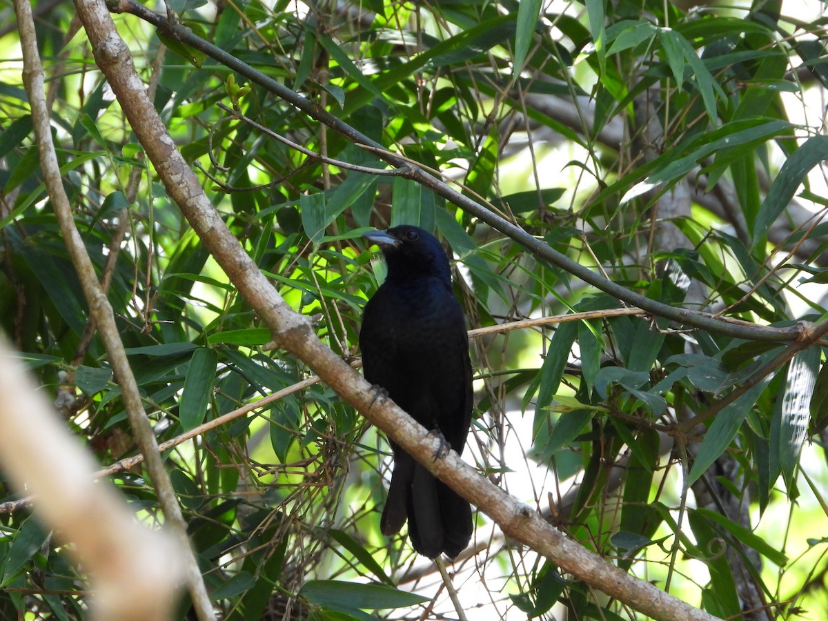 Ruby-crowned Tanager - ML646964253