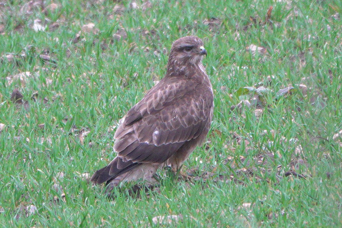 Common Buzzard - ML646964255