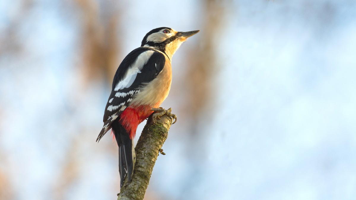 Great Spotted Woodpecker - ML646964257