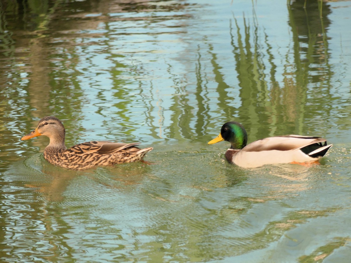 Mallard - ML646964258