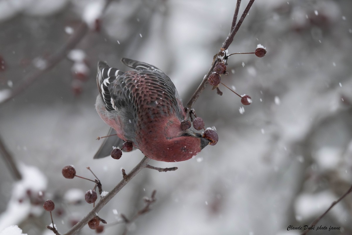 פתיאלי אורנים - ML646964259