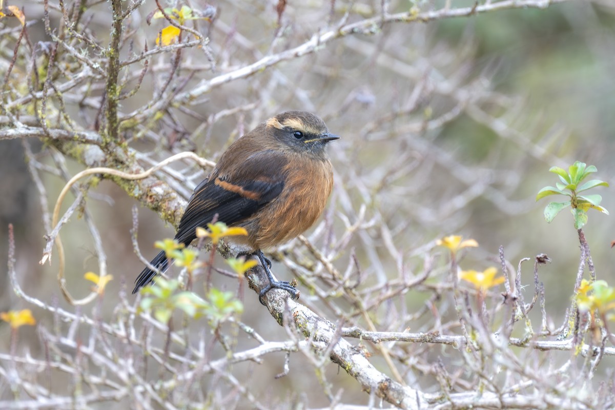 Brown-backed Chat-Tyrant - ML646964261