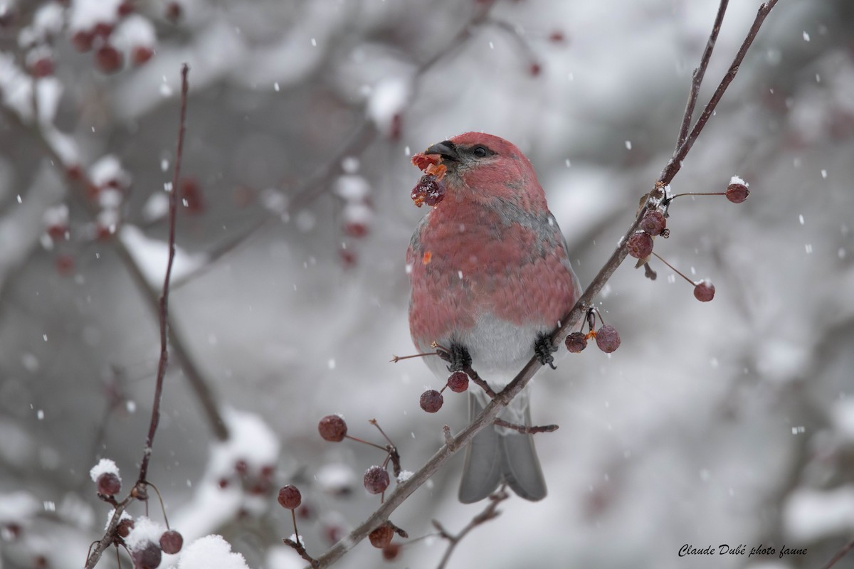 פתיאלי אורנים - ML646964262