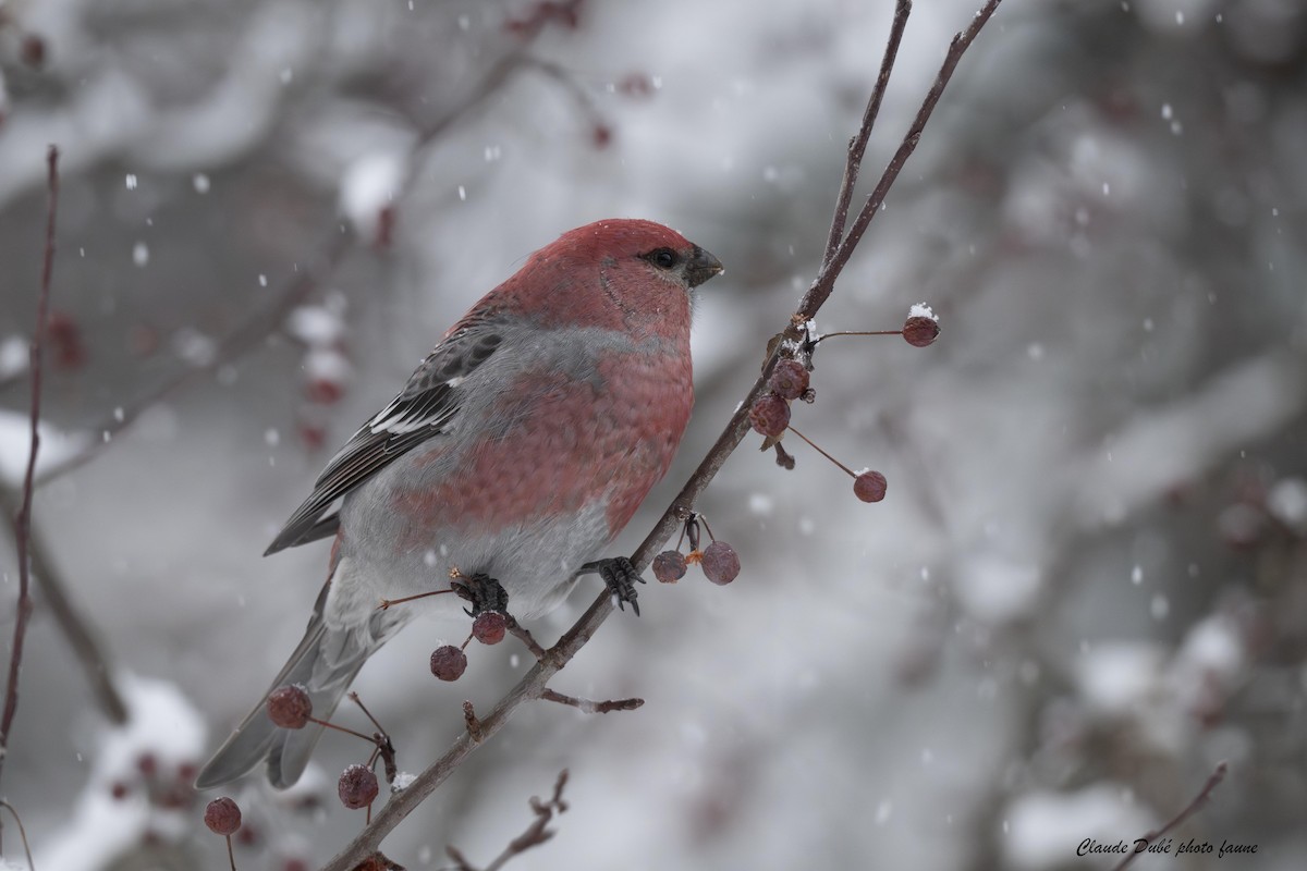 פתיאלי אורנים - ML646964264