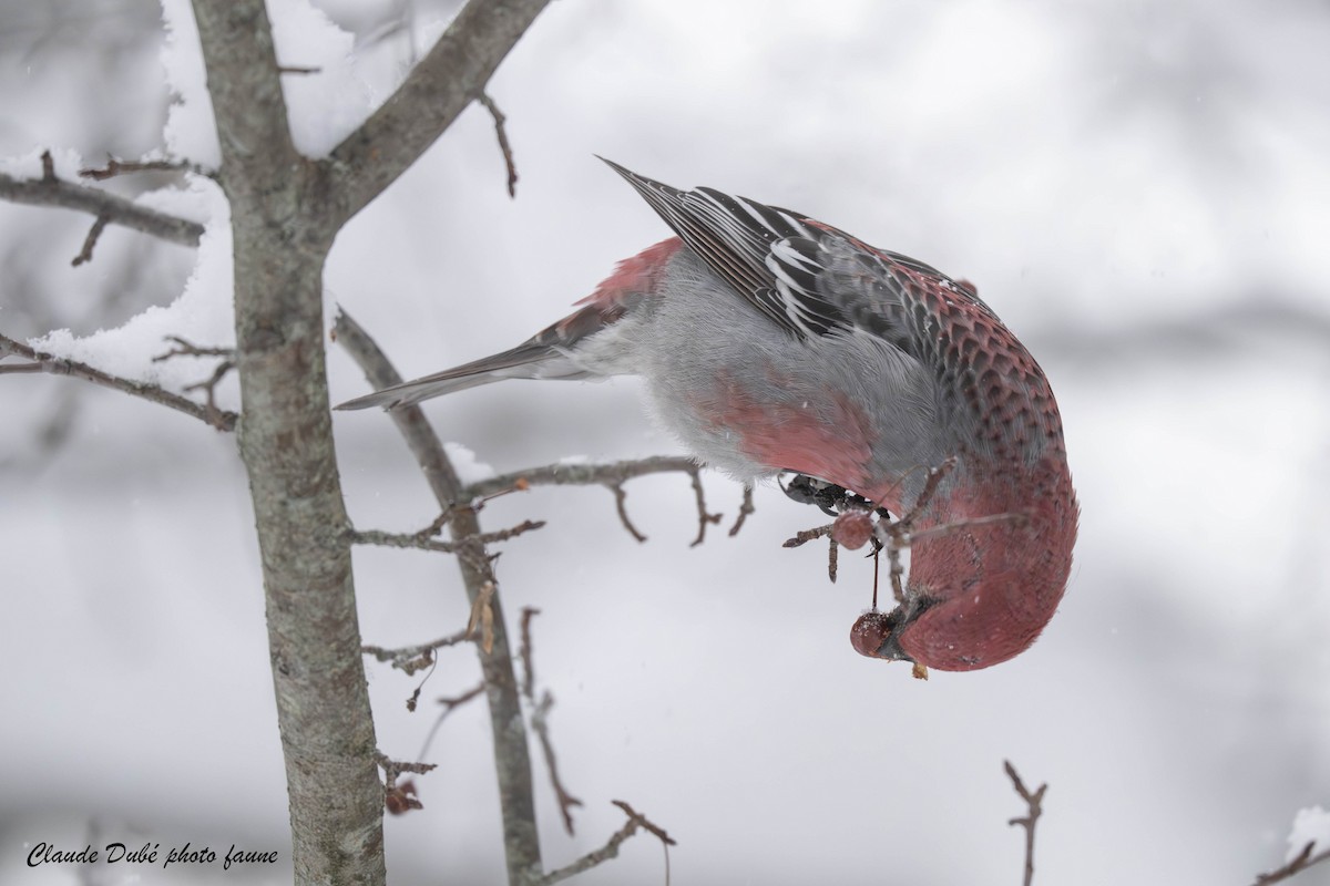פתיאלי אורנים - ML646964268
