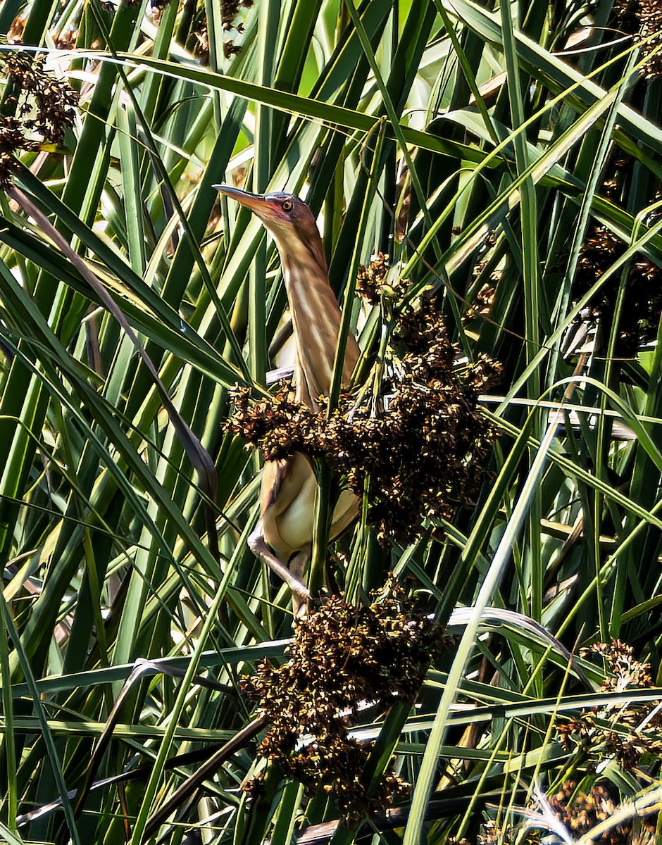 Petit Blongios - ML646964270