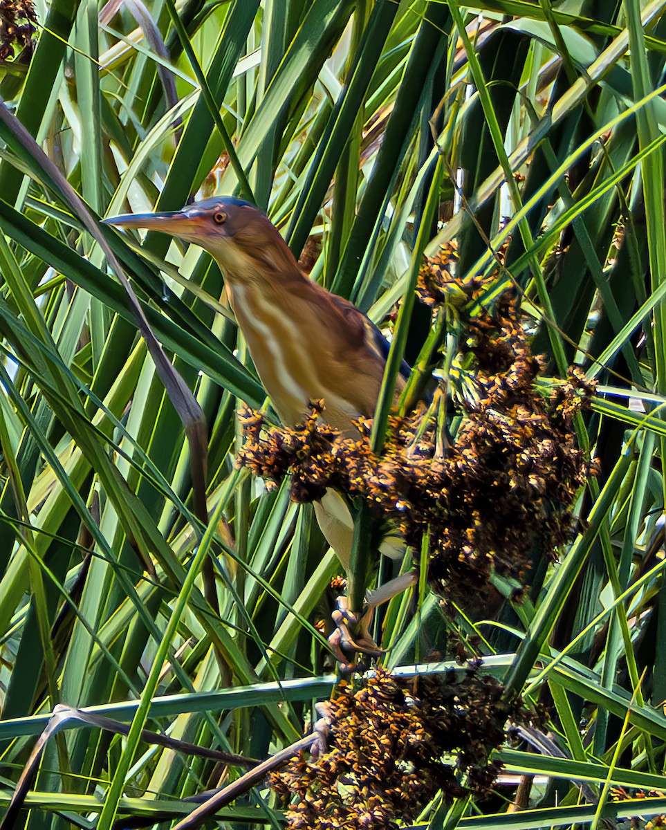 Petit Blongios - ML646964271