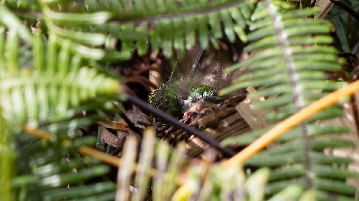 Brassy-breasted Tanager - ML646964273