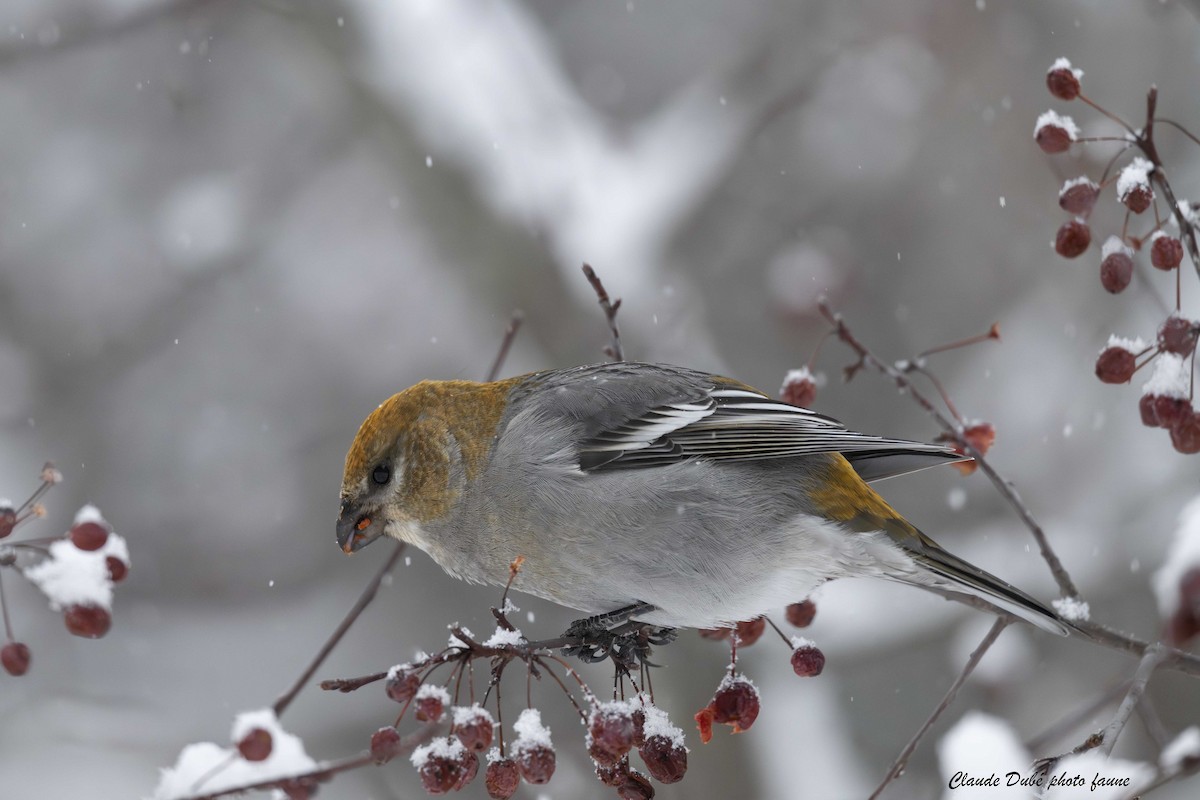 פתיאלי אורנים - ML646964274