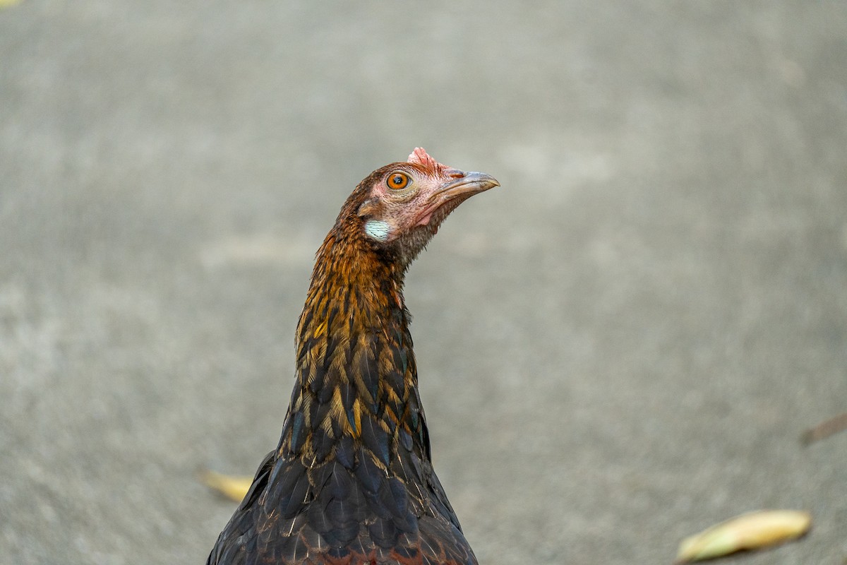 Yaban Tavuğu - ML646964275