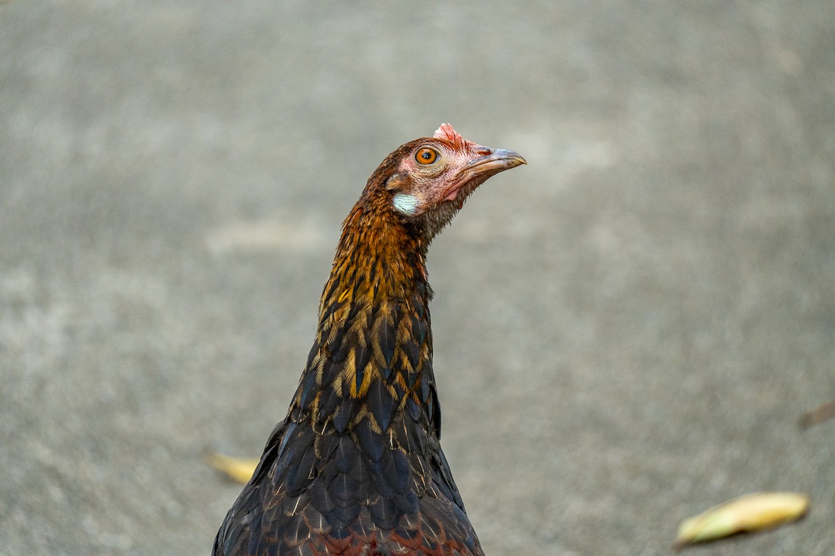 Yaban Tavuğu - ML646964276