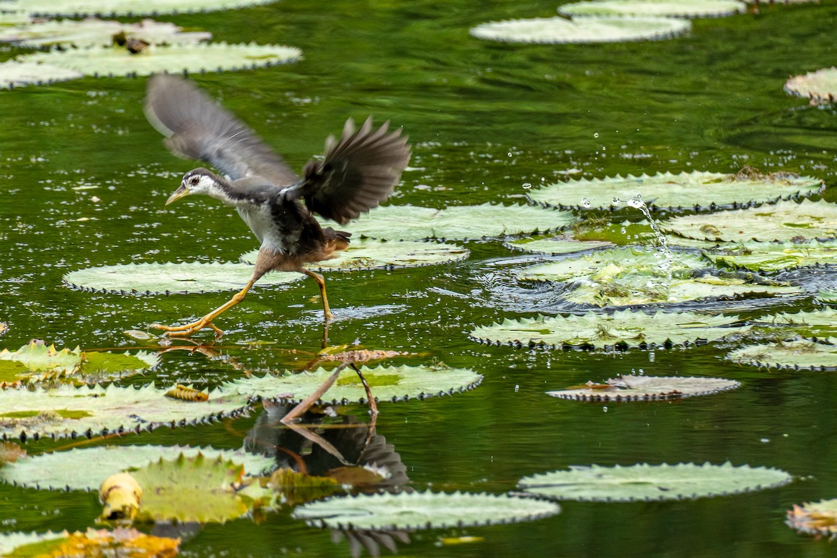 Ak Göğüslü Suyelvesi - ML646964278