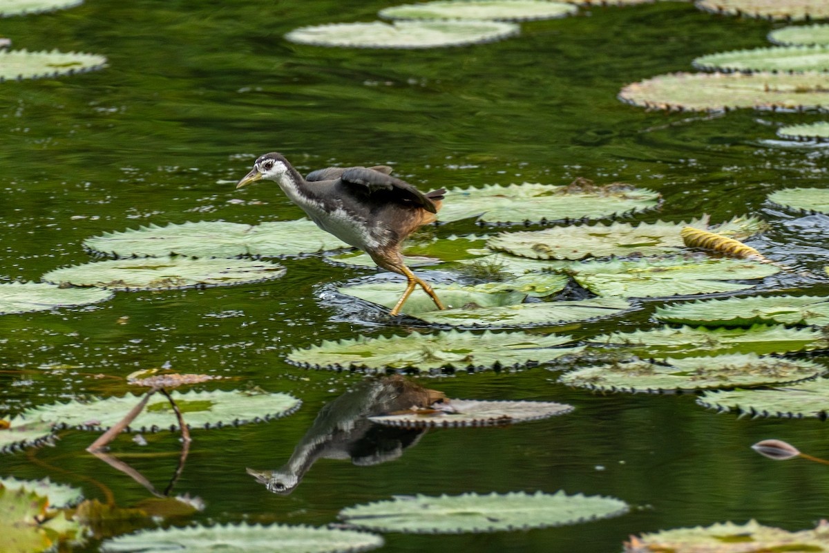 Ak Göğüslü Suyelvesi - ML646964279