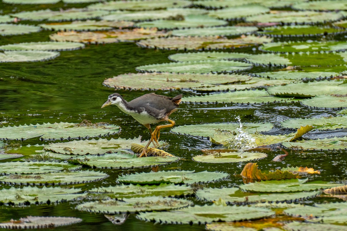 Ak Göğüslü Suyelvesi - ML646964280