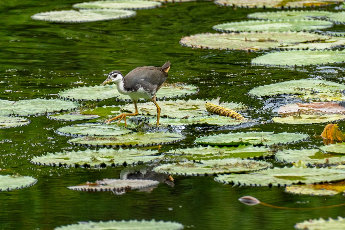 Ak Göğüslü Suyelvesi - ML646964281