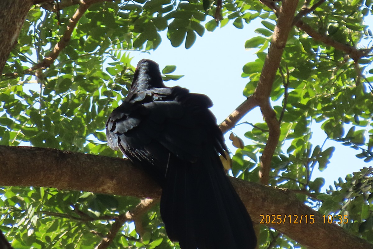 Koel Occidental - ML646964282