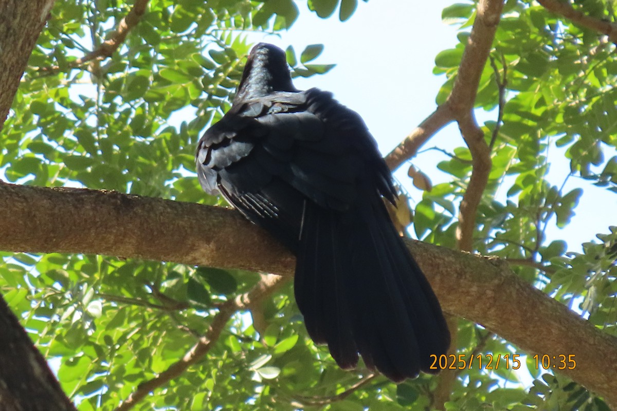 Koel Occidental - ML646964283