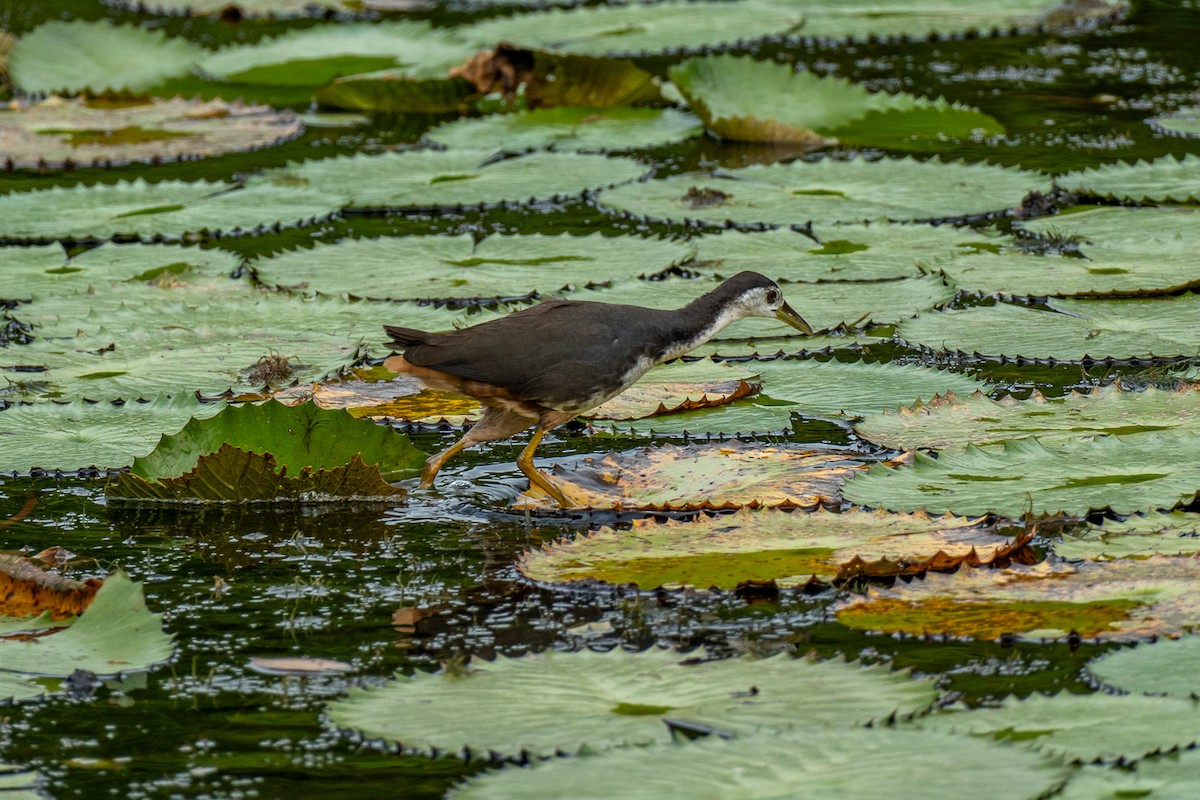 Ak Göğüslü Suyelvesi - ML646964287