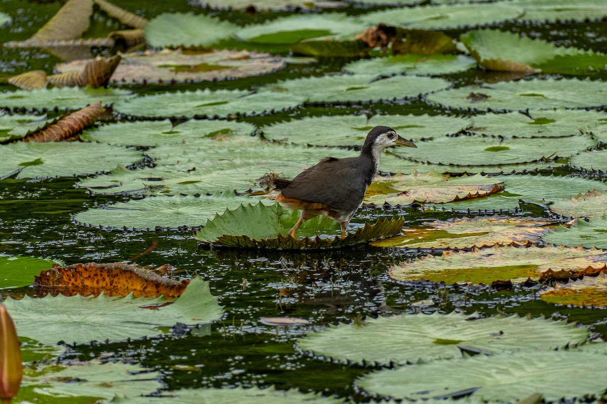 Ak Göğüslü Suyelvesi - ML646964288