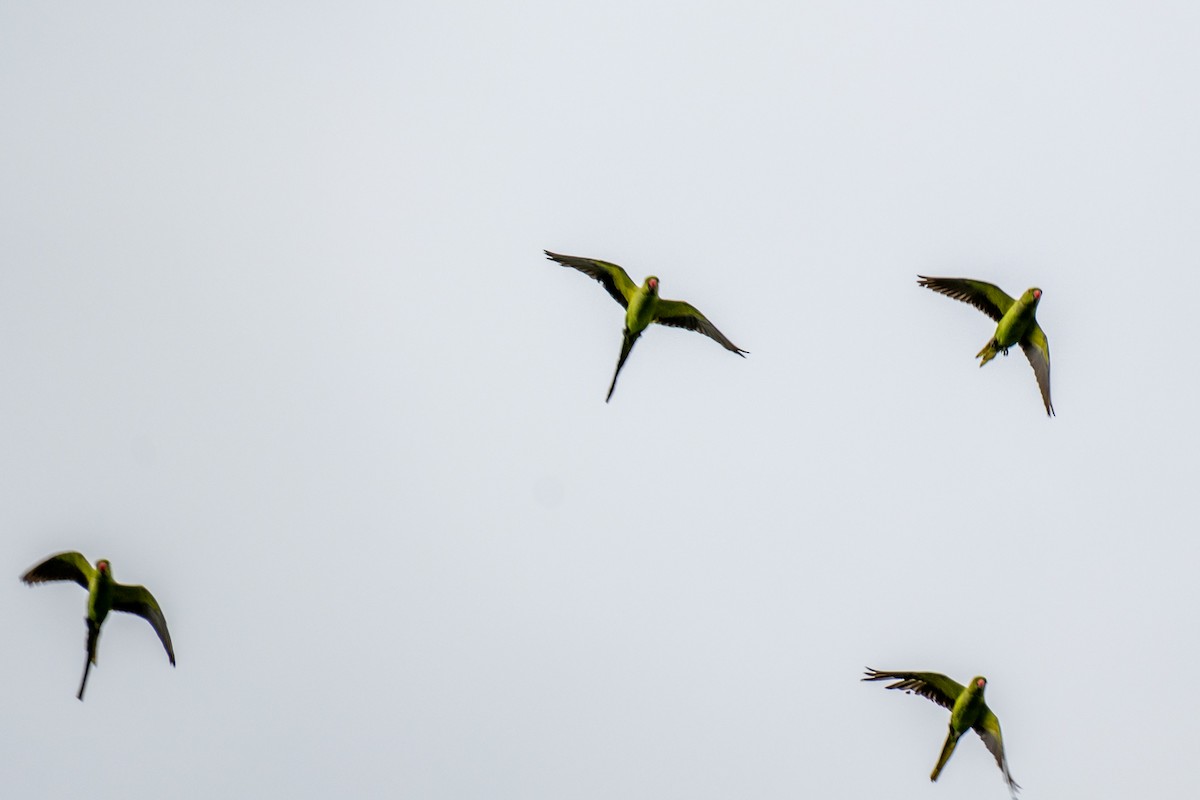 Yeşil Papağan - ML646964289