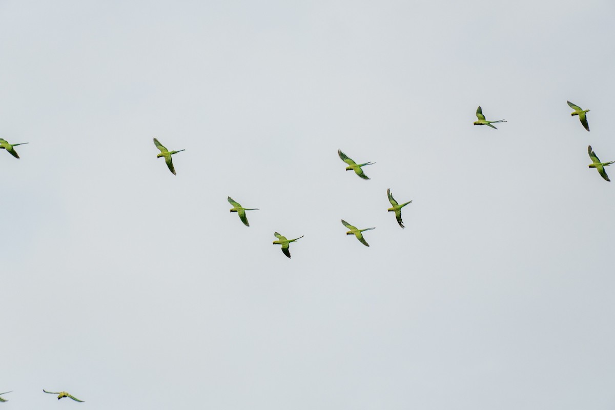 Yeşil Papağan - ML646964290