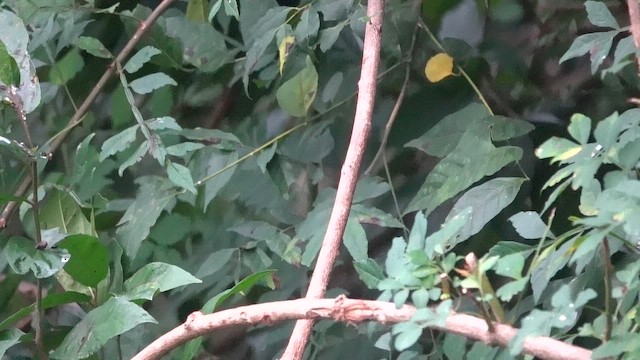 Монаршик гіацинтовий - ML646964291