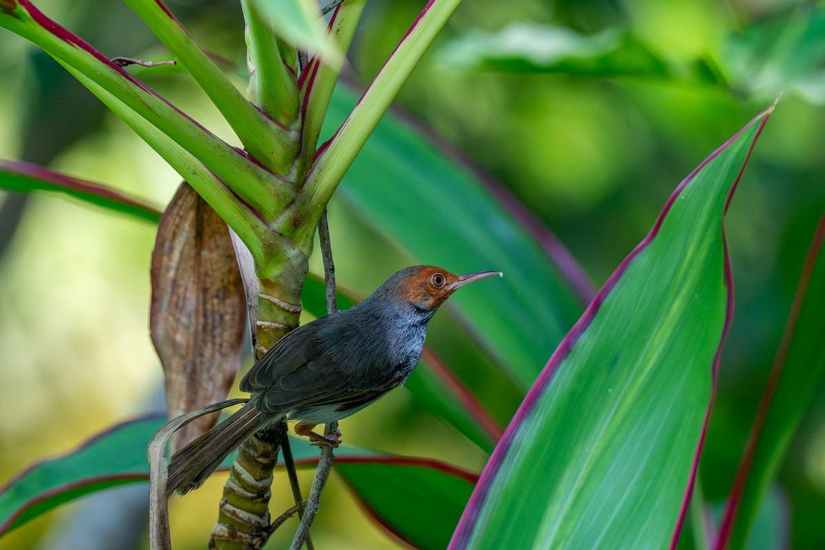 Kül Rengi Terzikuşu - ML646964293