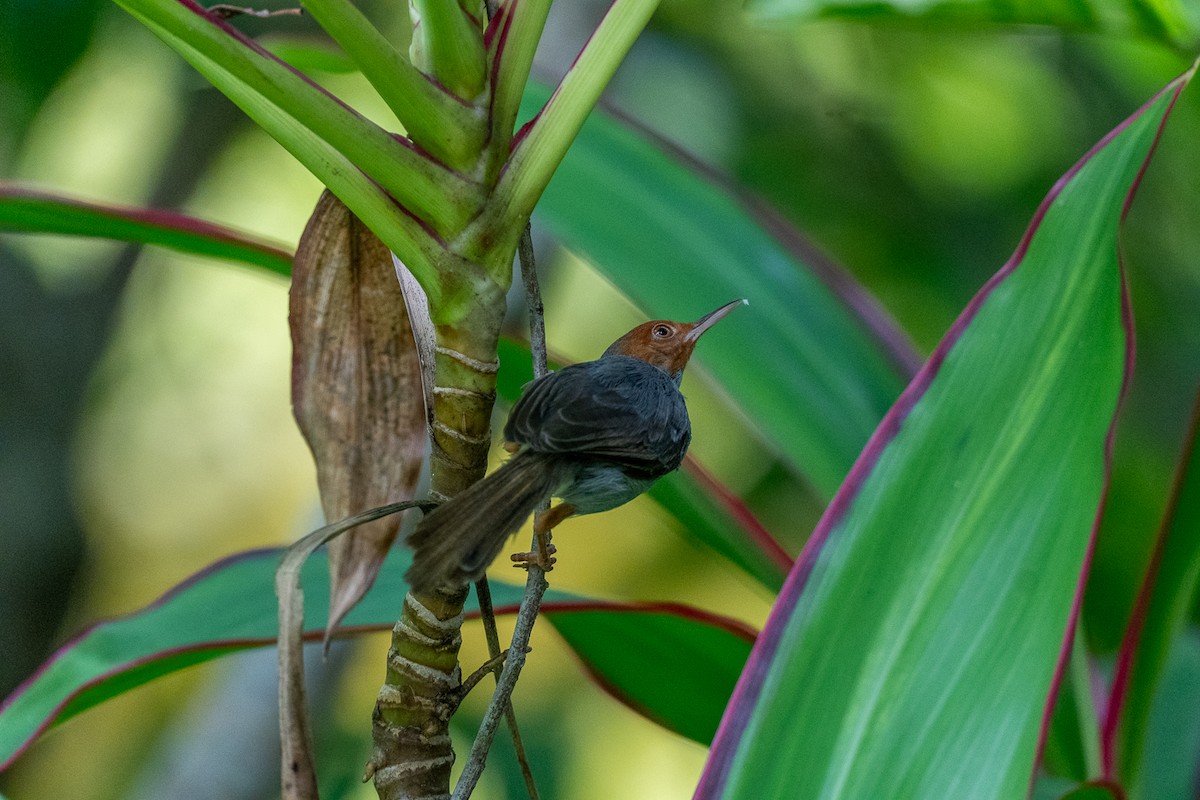 Kül Rengi Terzikuşu - ML646964294