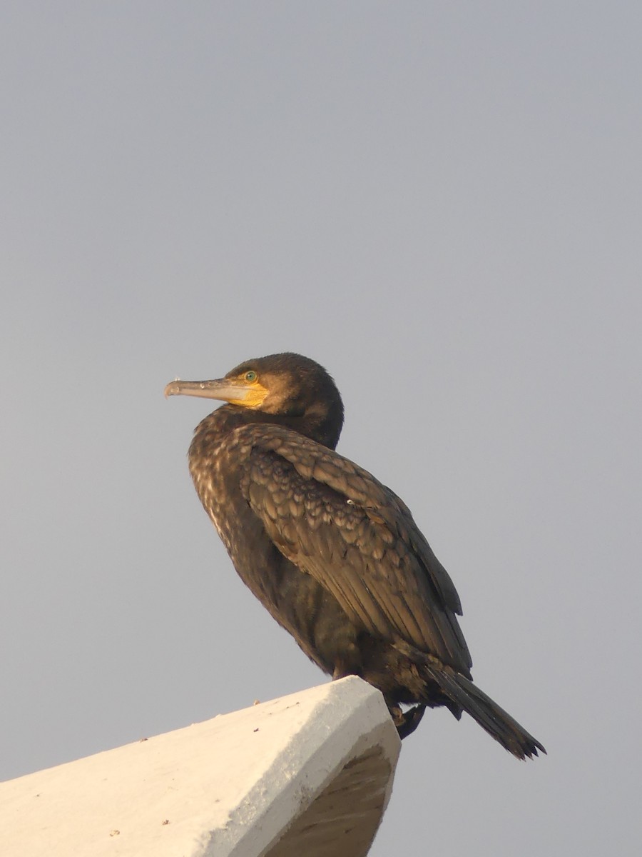 Great Cormorant - ML646964297