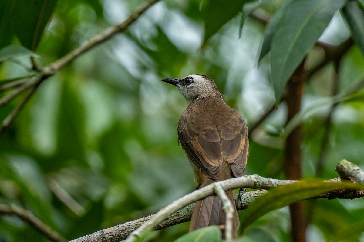 Ak Yüzlü Arapbülbülü - ML646964299