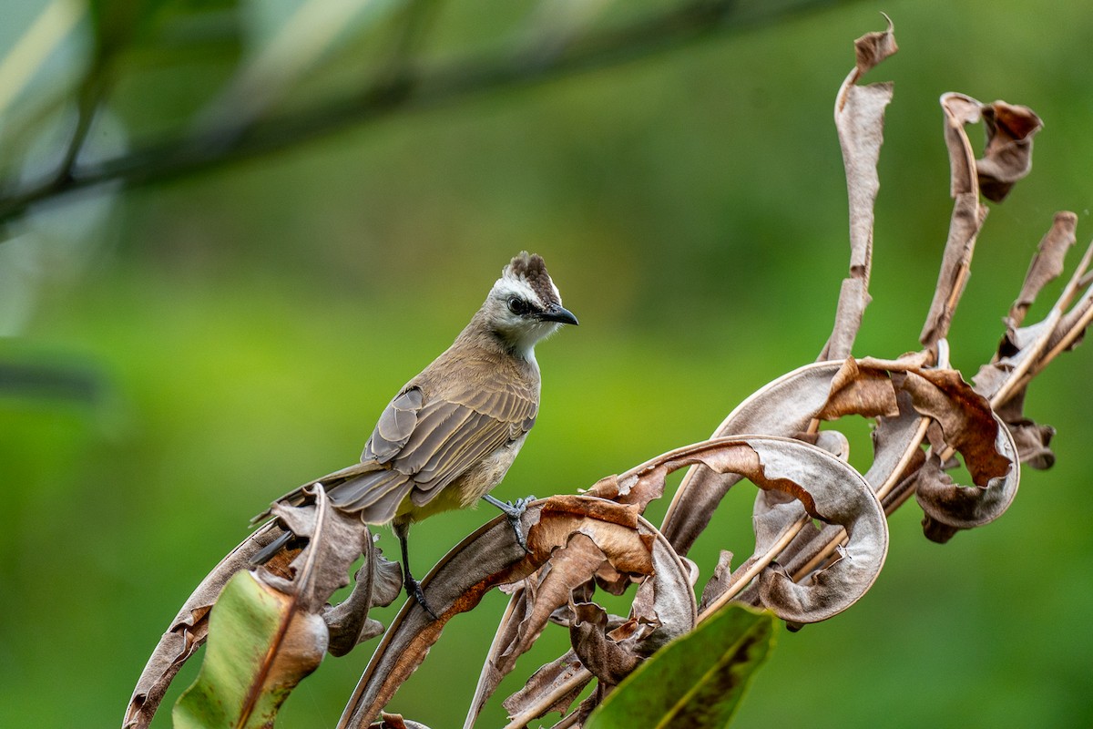 Ak Yüzlü Arapbülbülü - ML646964302