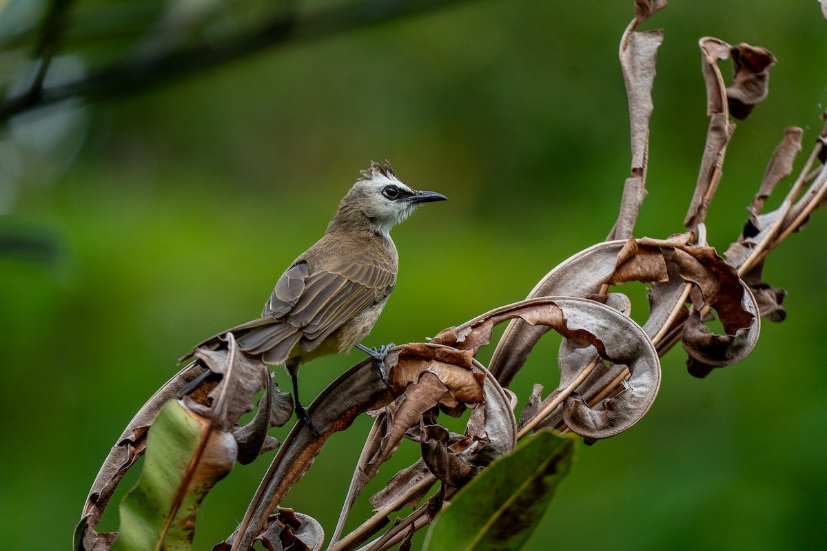 Ak Yüzlü Arapbülbülü - ML646964303