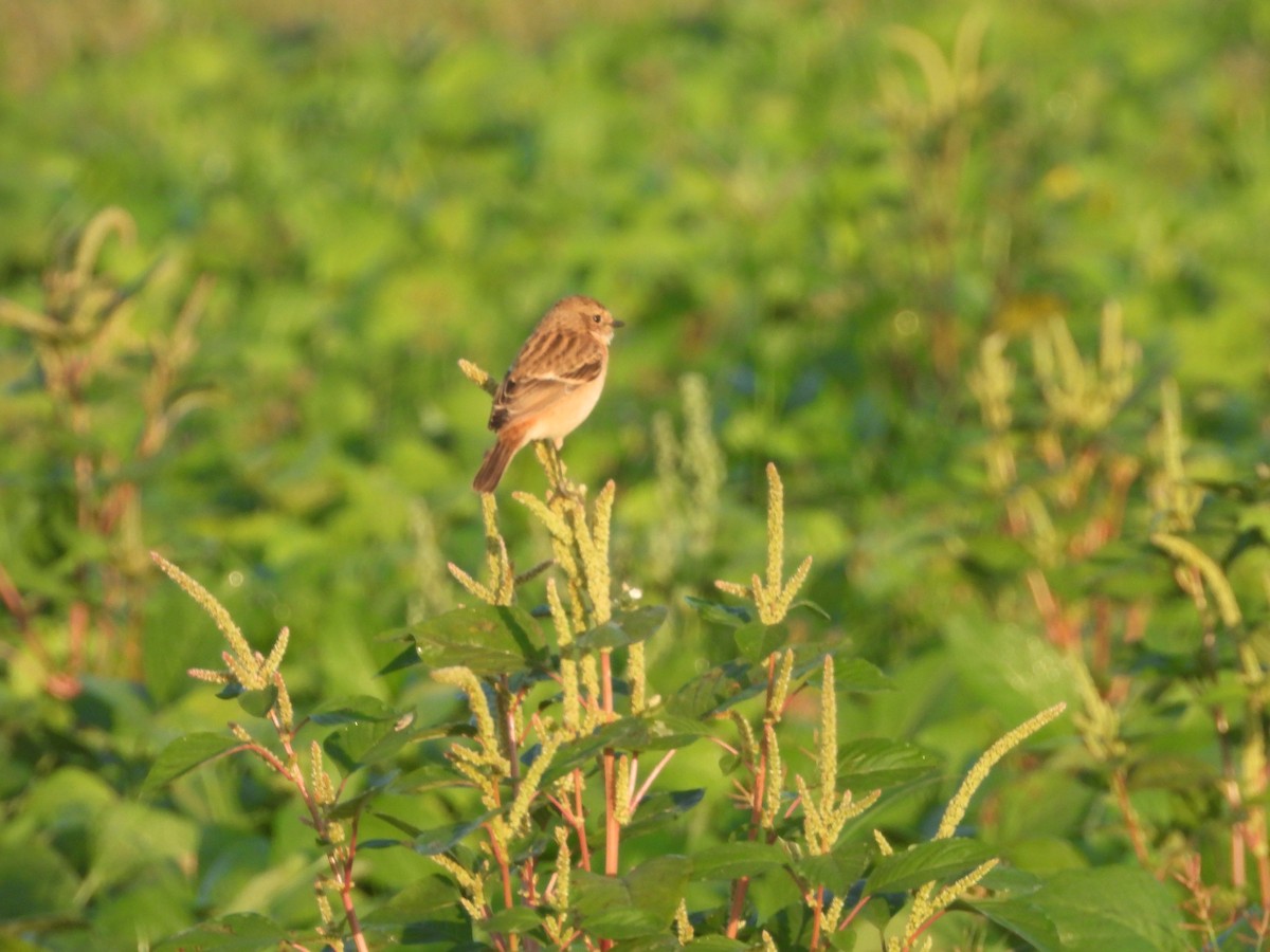 Трав'янка східна - ML646964307