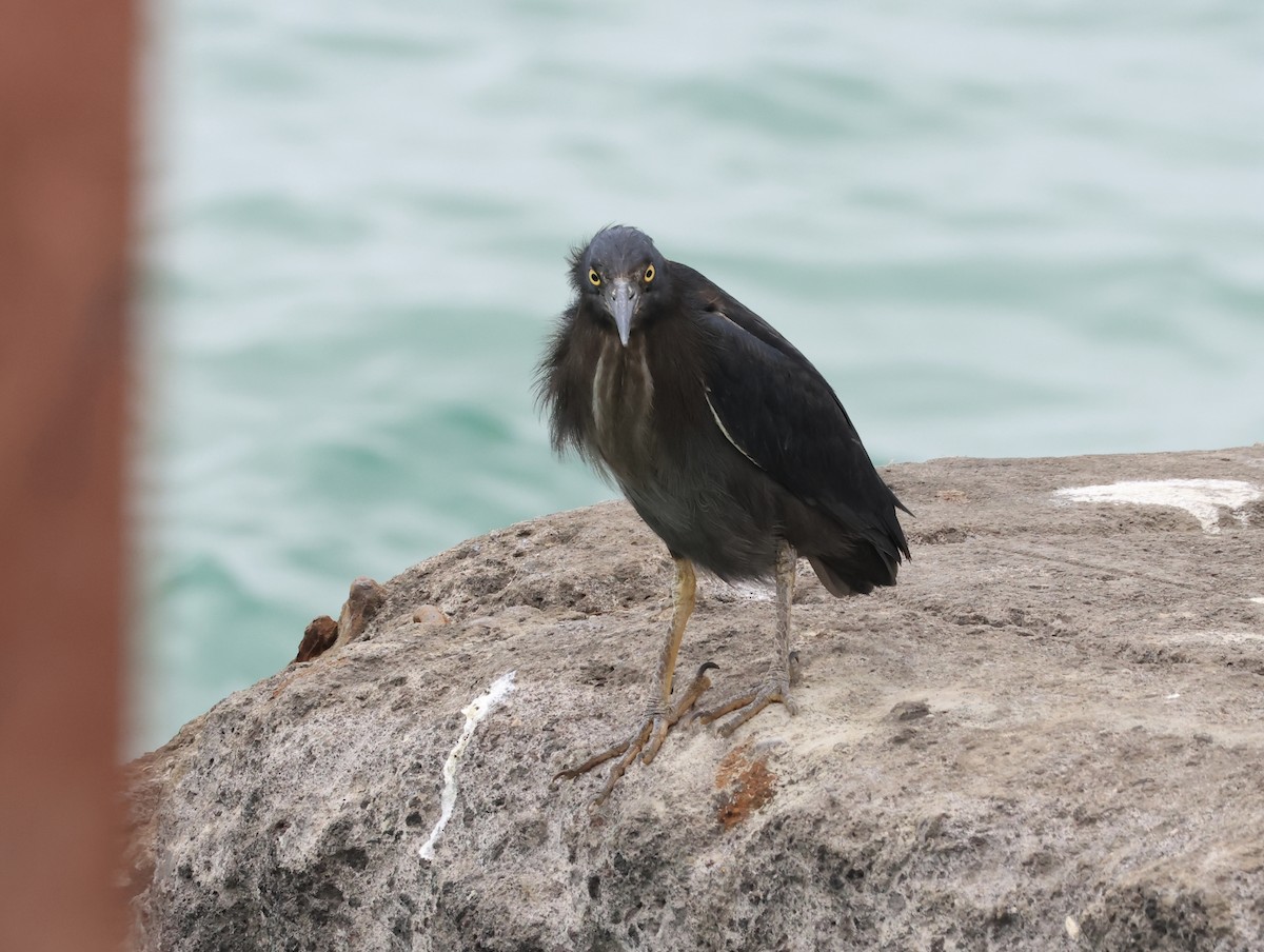 Lava Heron - ML646964310