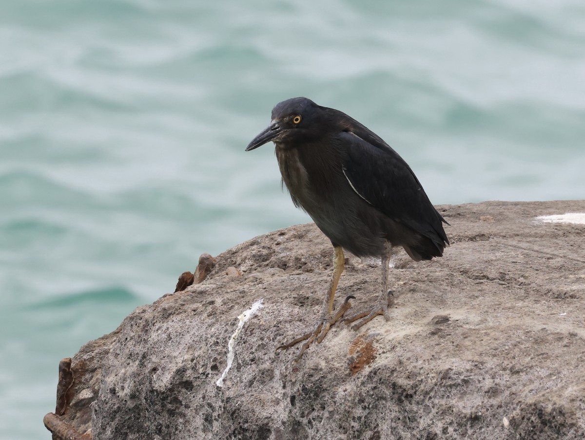 Lava Heron - ML646964311