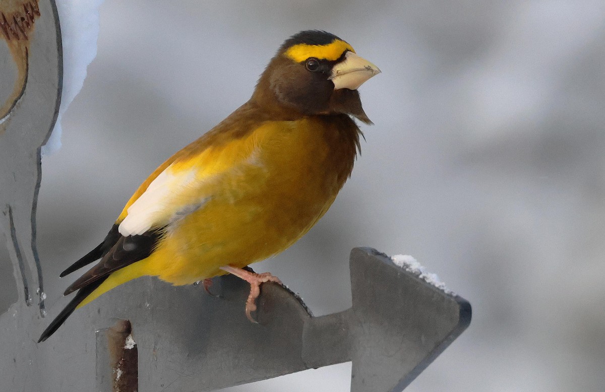 Evening Grosbeak - ML646964312