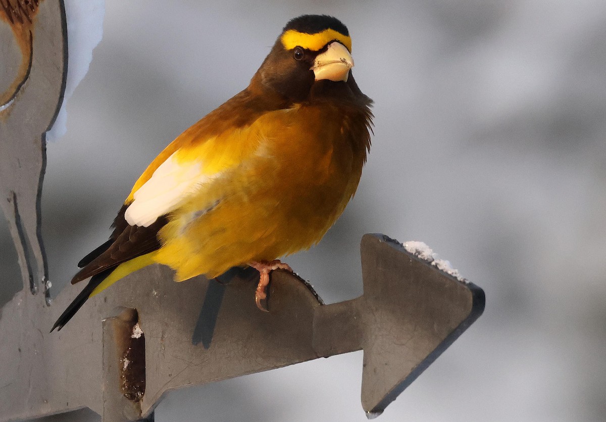 Evening Grosbeak - ML646964313