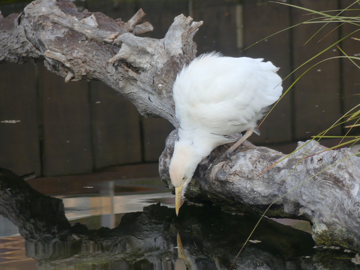 Western Cattle-Egret - ML646964316