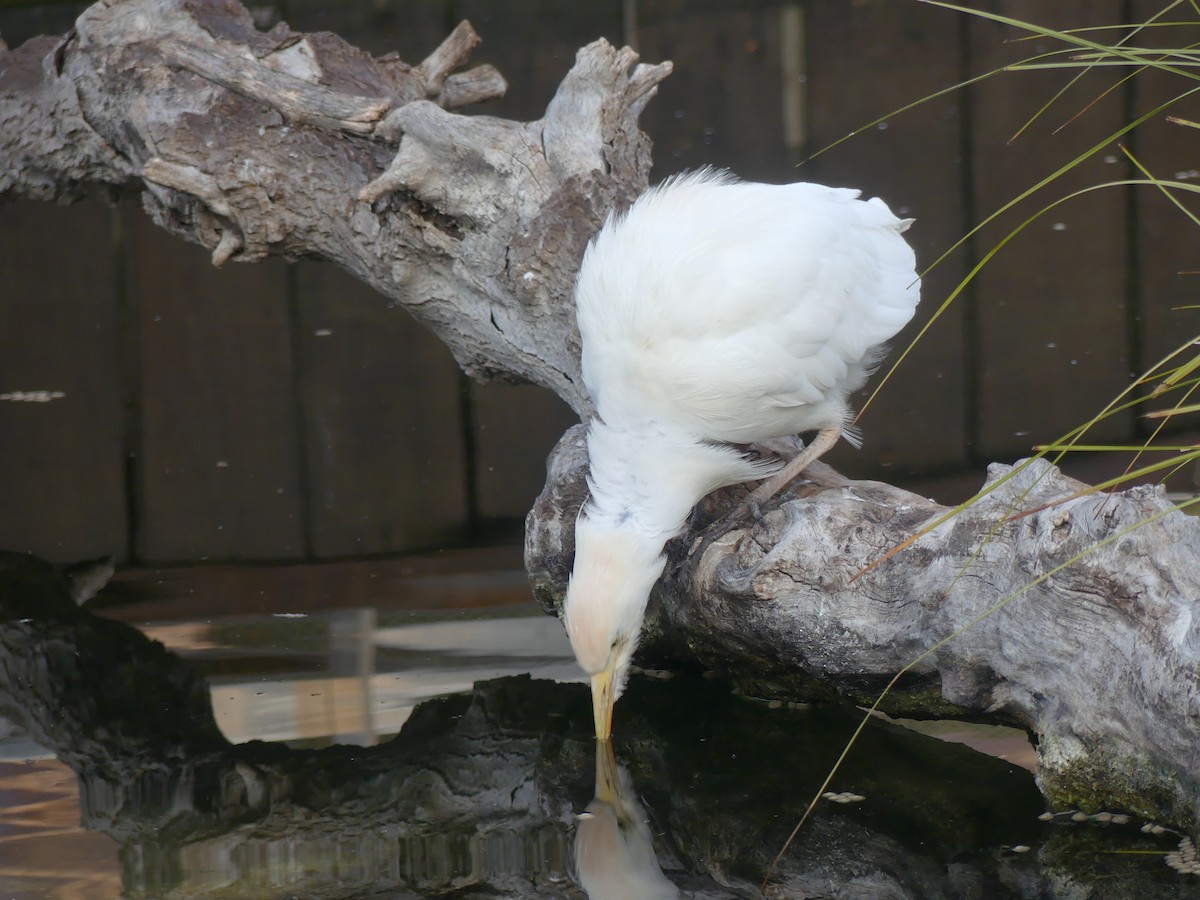 Western Cattle-Egret - ML646964317