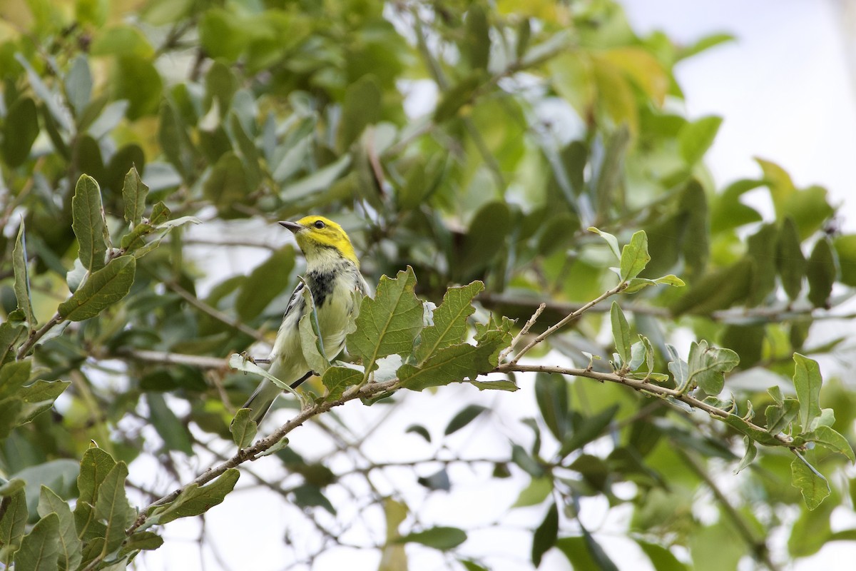 grønnparula - ML646964318