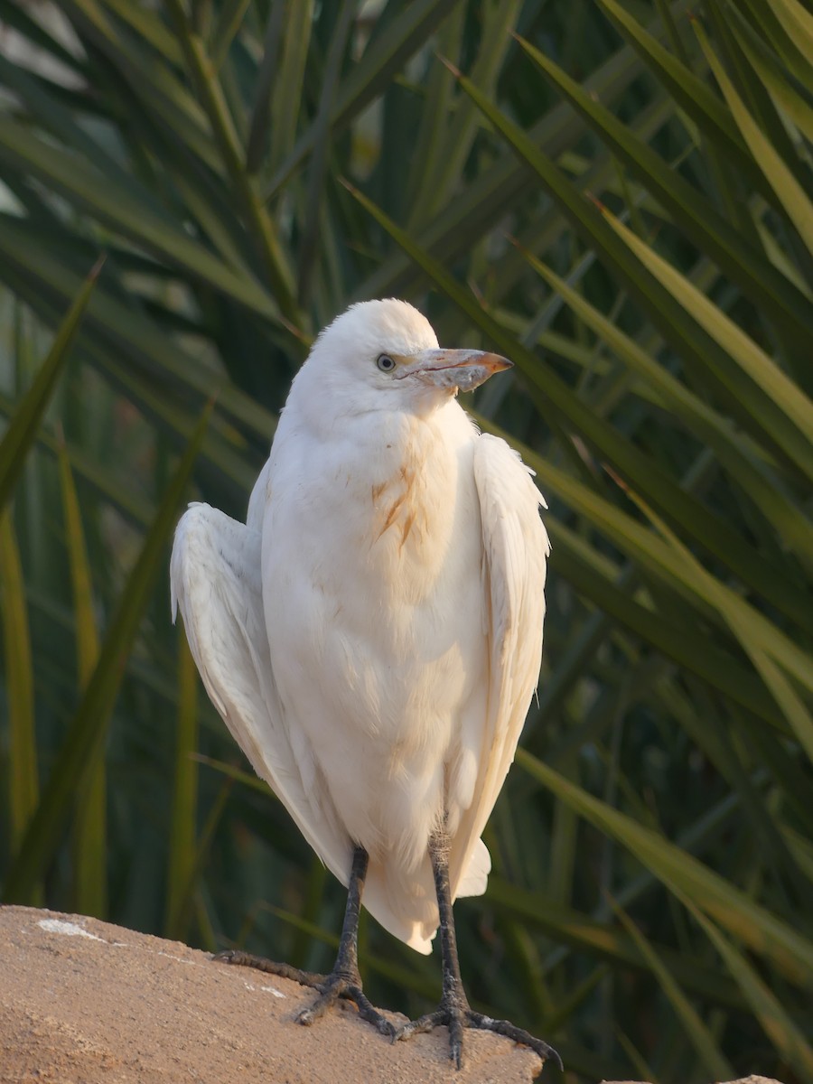 Western Cattle-Egret - ML646964320