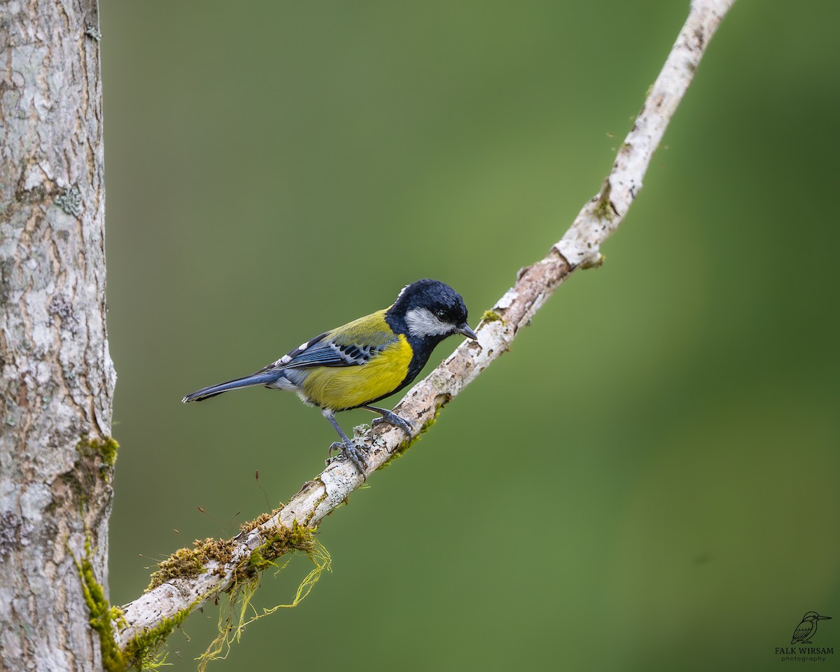 Carbonero Dorsiverde - ML646964324