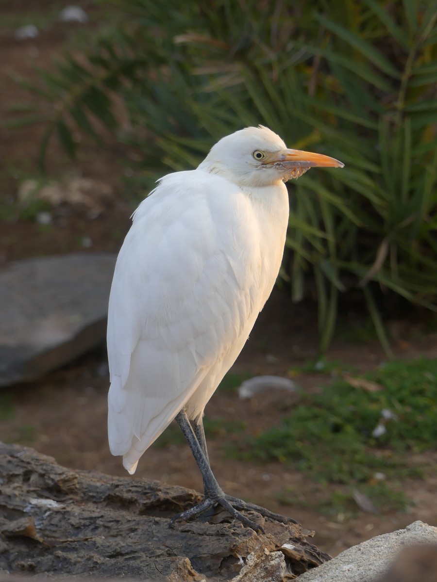 Western Cattle-Egret - ML646964325