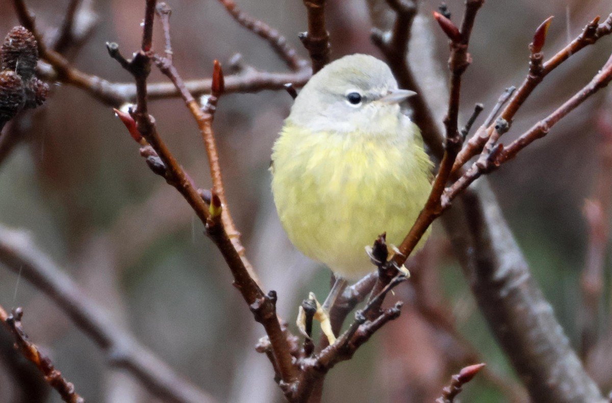 Orange-crowned Warbler - ML646964334