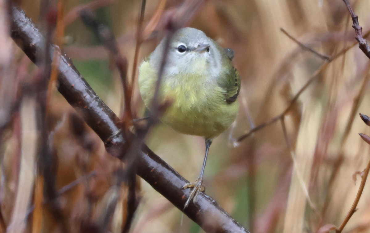 Orange-crowned Warbler - ML646964335