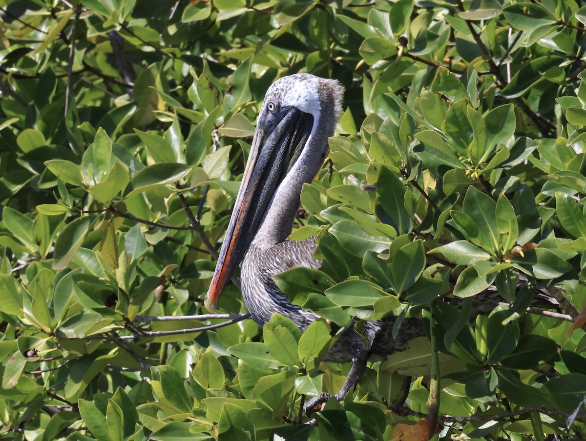 Бурый пеликан - ML646964337