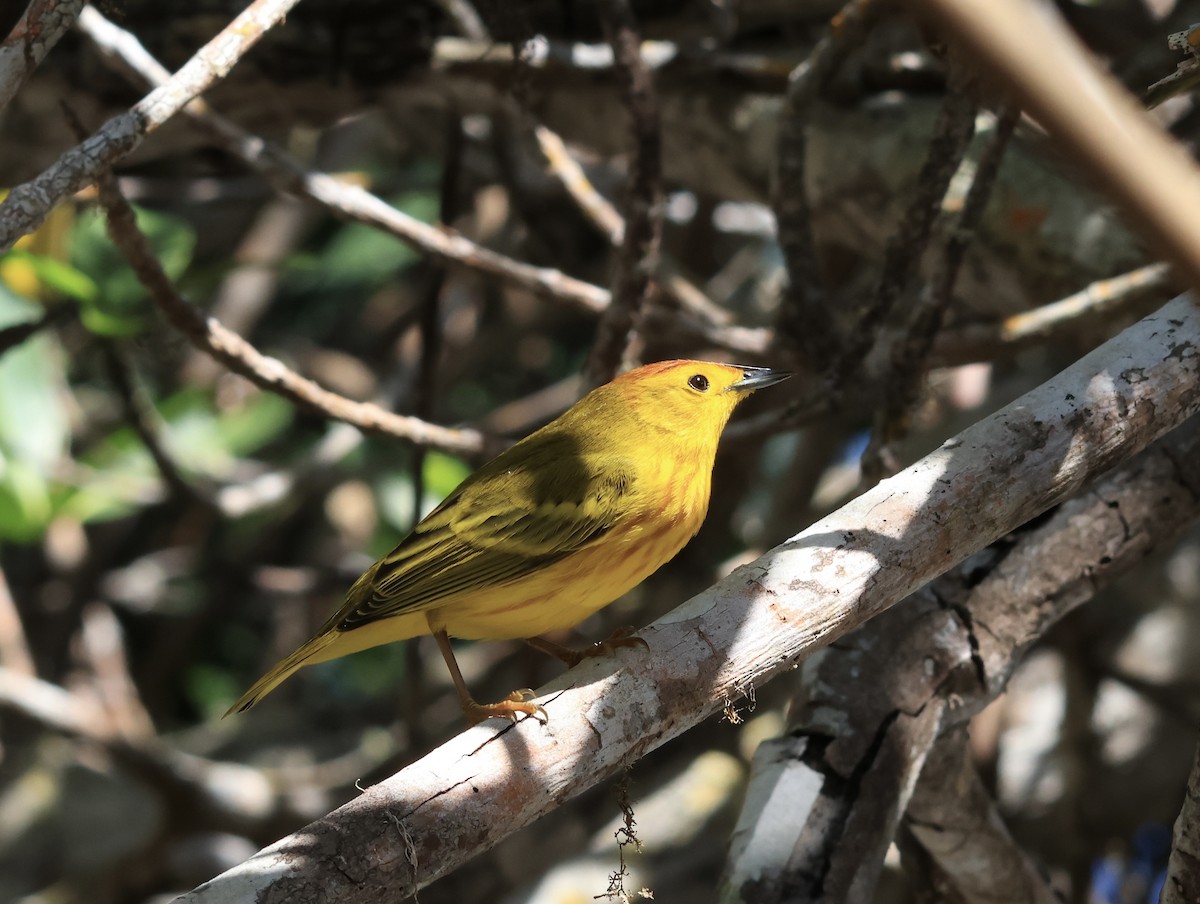 Mangrove Yellow Warbler - ML646964344